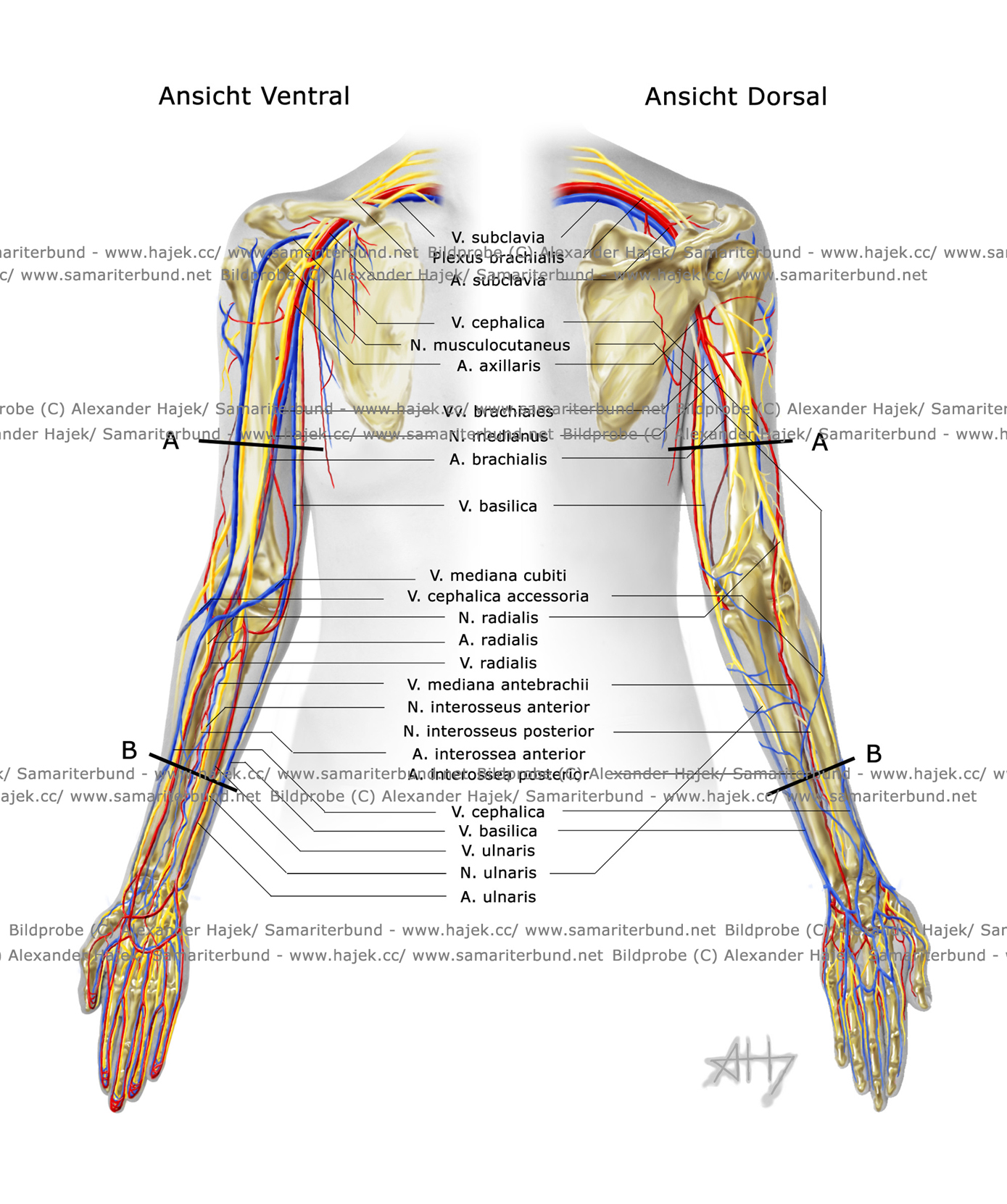 gallery of alexander hajek blood vessels and neural system of the upper extremities